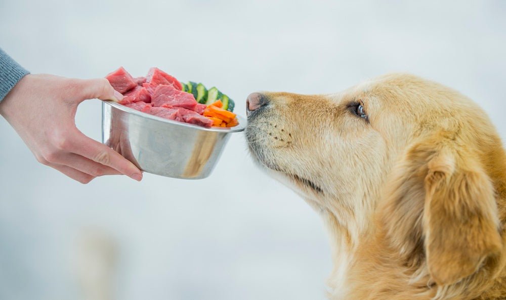 Raw Feeding 101