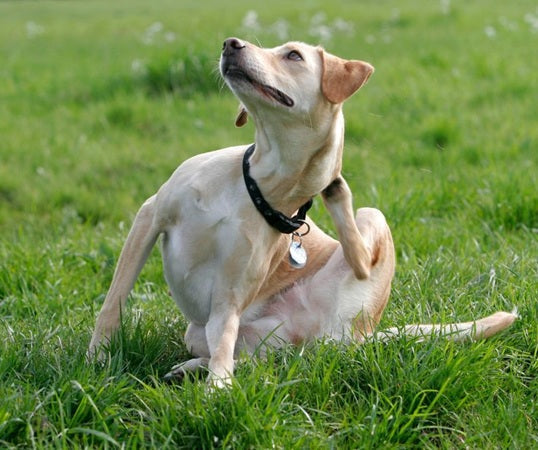 Canine Allergies and Intolerances