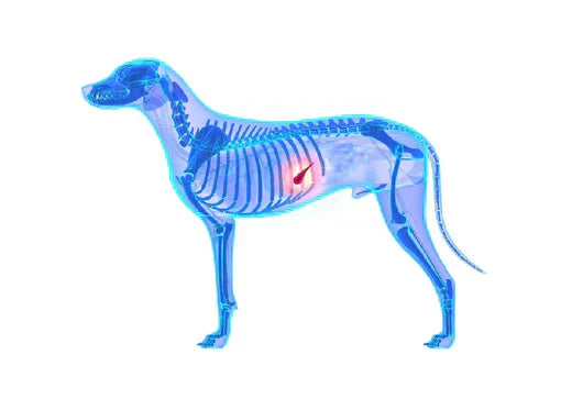 Canine Pancreatitis
