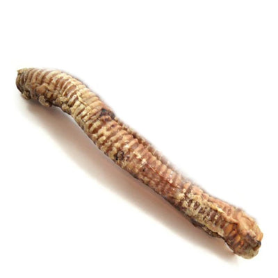 Buffalo Trachea XL X 1